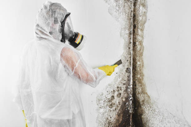 Best Preventive Mold Services in North Braddock, PA