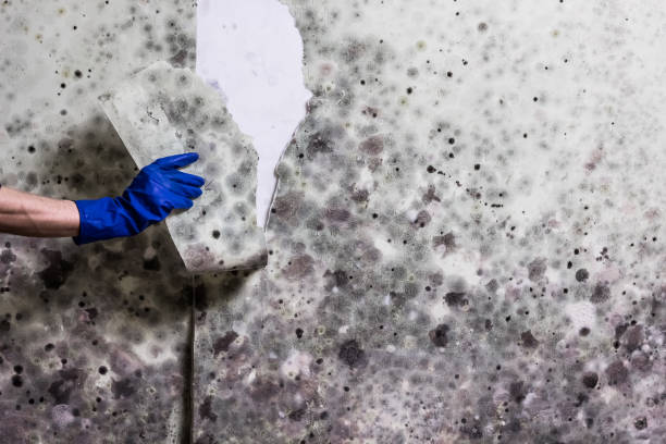 Best Mold Remediation for Specific Building Types in North Braddock, PA